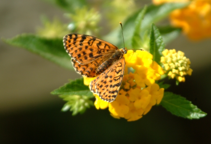 Melitaea didyma